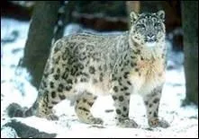 Quel est son nom en latin ?