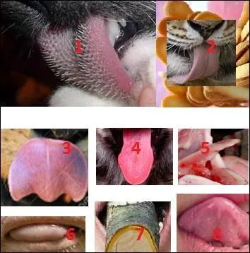 Rendez la langue râpeuse à l'animal.