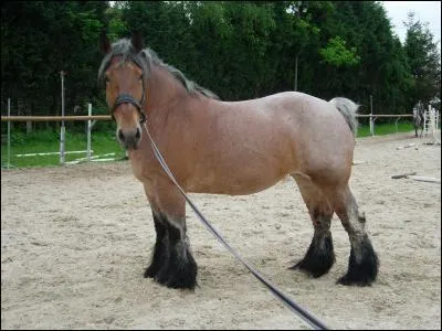 Quelle est cette race ?