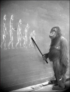 Pendant l'ère tertiaire, quelle est cette période où le singe et la plupart des animaux actuels font leur apparition ?