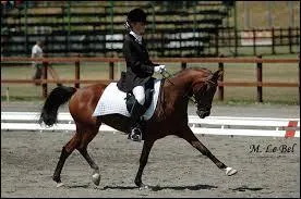 Qu'est-ce que le trot moyen ?