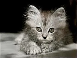 Je suis la personne ayant créé le plus de quizz : au total 4562. Qui suis-je ?