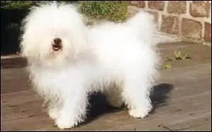 La robe du bichon -------- est faite de longs poils blancs que l'------ difficile à ------.