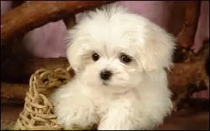 Le bichon ------- est à l'origine du chien appelé le coton de --------. Il porte le nom d'une ville du ------ de Madagascar.