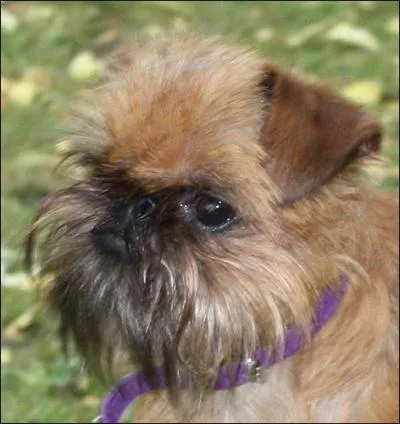 Ce griffon ------- de petit format a le poil dur, ------- et -------. On le dit facile à vivre comme tous les petits -------.