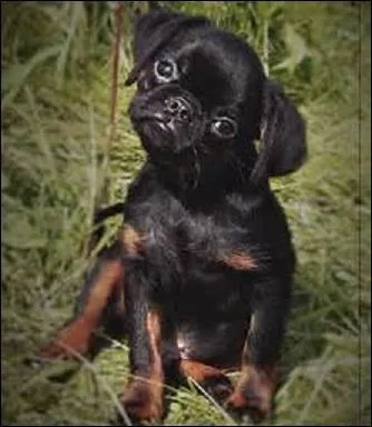 Petit ------ est absolument -------. Son regard paraît humain. Le poil ------- est soit ------ uni, soit ------- et -------.