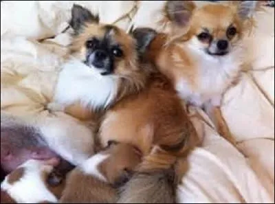 Le ------- serait le descendant des chiens qui accompagnaient les -------. Ce chien courageux peut faire preuve d'-------. Il porte sa queue ------- sur le dos.