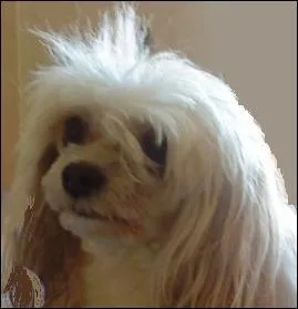 La variété de chien chinois à ------- offre un poil ------ dont le duvet ------ recouvre le corps. Sa morphologie est la même que celle de la variété -------.