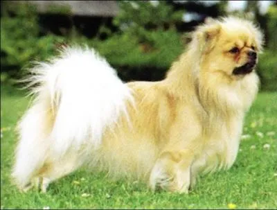 Ce bel épagneul porte ------- sa petite tête au museau tronqué ------- de deux oreilles bien ------- et -------.