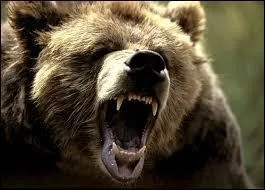 ''L'Étoile polaire se trouve à la queue du gros ours. Dans l'hémisphère sud, la ------------------------- qui permet de s'orienter est la Croix-Rouge.'' (Complétez)