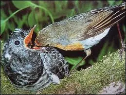 Zoologie : ''Le coucou est un oiseau qui pond des œufs d'un autre oiseau dans son propre nid et vice versa. Quand il fait froid les oiseaux cherchent quelque chose à se mettre sous ----------.'' (Complétez pour que ce soit drôle.)
