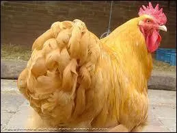 Zoologie : ''La poule se compose de la chair, de la peau et de -------------------. Sans plumes, la peau se verrait et sans chair, l'âme, l'esprit et le corps. Il faut les faire manger mais un peu. Si on les faisait trop manger, elles se gonfleraient, leur ventre péterait et elles ne seraient plus bonnes à manger.''
(Complétez)