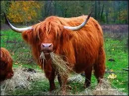 Zoologie : ''La vache n'est pas ------------------ et elle ne pond pas comme les poules. Elle a une queue avec un bout pour chasser les mouches. On mange son intérieur et avec son extérieur, le cordonnier fait du cuir. La vache ne mange pas beaucoup mais ce qu'elle mange, elle le mange deux fois comme ça elle en a assez.'' 
(Complétez)