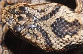 Zoologie : ''La vipère a un V sur la tête alors que la couleuvre a un C. Le hérisson, le crapaud et l'hirondelle aident le jardinier à manger des --------------. Une tortue, c´est une grosse coquille avec six trous pour la tête, la queue, les pattes. L'escargot est à la fois mâle et femelle mais il ne peut pas en profiter.''
(Complétez)