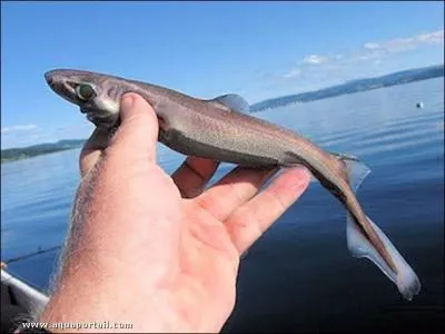 Qu'est-ce que c'est ?