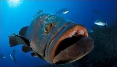 Est-ce que le mérou est un mammifère marin ?