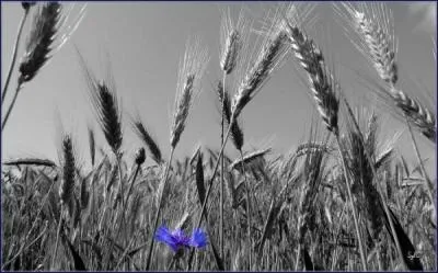 Qui a écrit "Si le grain ne meurt" ?