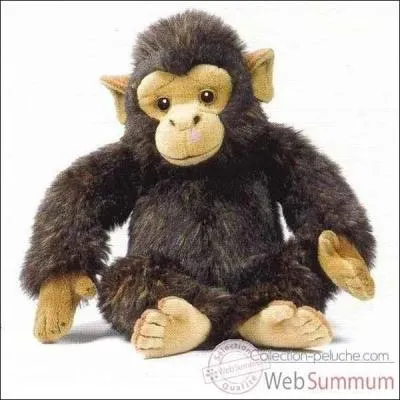 Quel est le nom de celui-ci ?