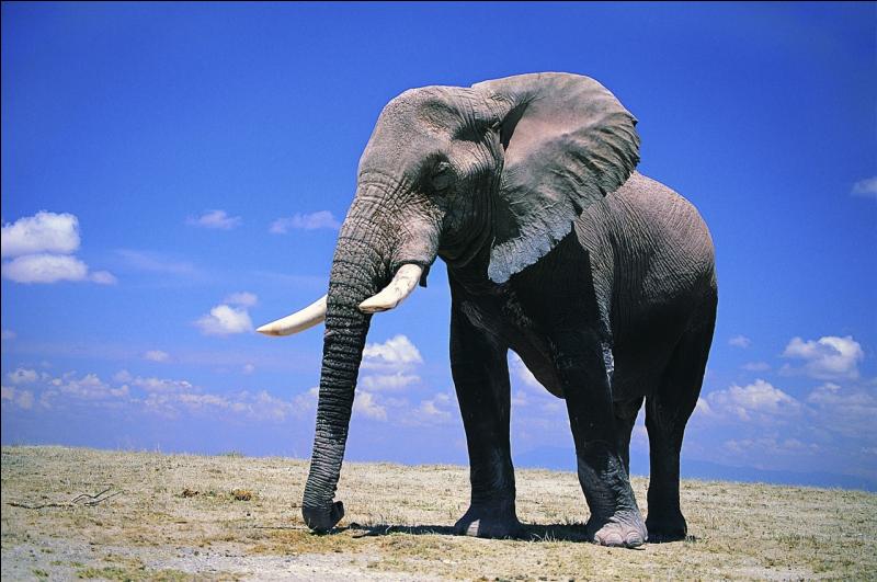 quel est animal qui barrit