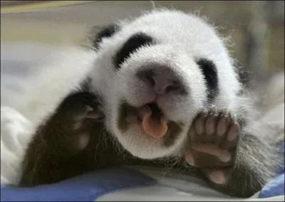 Quel est l'animal qui chasse pour son mâle ?