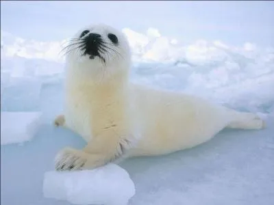 Je chasse la nuit et je dors le jour, je me nourris d'insectes et je ne suis pas très beau ?