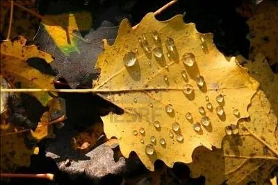 Dans "Automne", roman dur de..., Maigret n'apparaît pas !