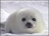 Quel animal est-ce ?