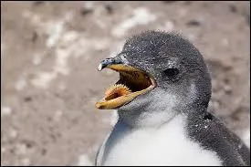 Quel animal est-ce ?