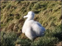 Quel animal est-ce ?