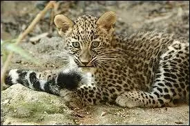 Quel animal est-ce ?