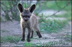 Quel animal est-ce ?