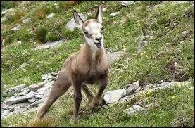 Quel animal est-ce ?