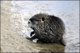 Quel animal est-ce ?