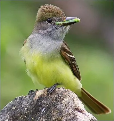 L'écriture est une aventure. Au début elle est jeu, puis amante, ensuite un maître, et elle devient un -------.