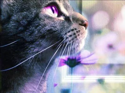 Que voulait faire Pelage de Granit qui ne devait pas faire ?