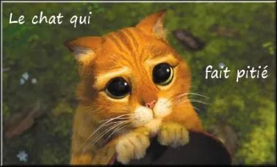 Comment était "La Pitié" dans le titre du roman de Stephan Zweig, paru en 1939 ?