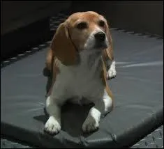 Quel est l'aliment préféré de Portos ?