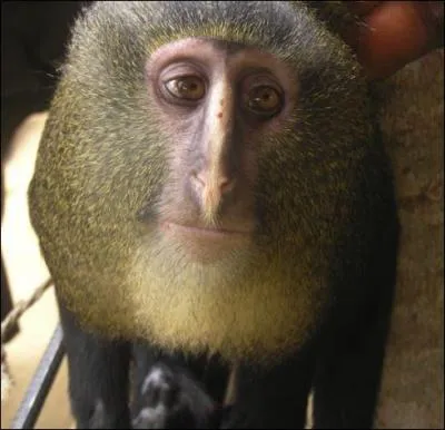 Existe-t-il ? Si oui, quel son petit nom ?