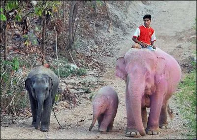 Les éléphants roses existent. Mais en réalité, de quel type d'éléphants s'agit-il ?