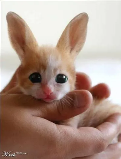 Un lapin avec un visage de chat ? D'après vous, c'est un montage ?