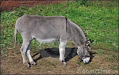 Quel est le nom de cet animal ?