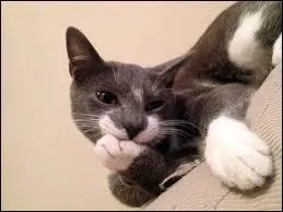 Il permet de miser une certaine somme d'argent lors, par exemple, d'une course hippique :