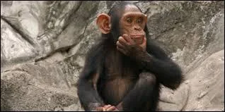 Ce terme désigne une infraction pénale :