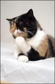 Petit objet sphérique indispensable pour jouer au tennis :