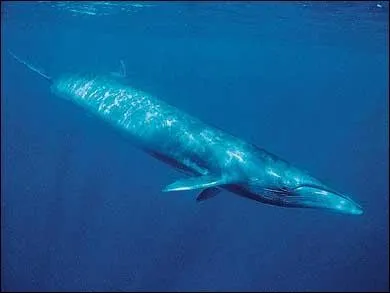 Quel est l'animal sous-marin le plus grand du monde ?