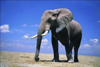 Quelle est la différence entre l'éléphant d'Afrique et l'éléphant d'Asie ?