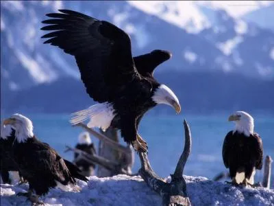 Quel est le plus grand oiseau du monde ?