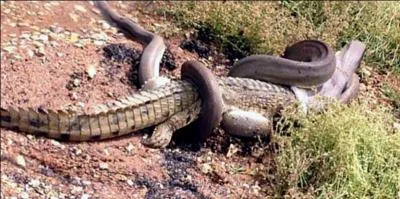 Quel est le serpent le plus lourd du monde ?