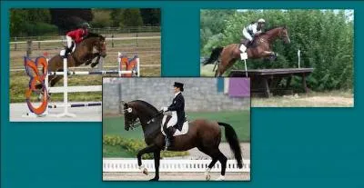 Quelle est ce regroupement de discipline ?