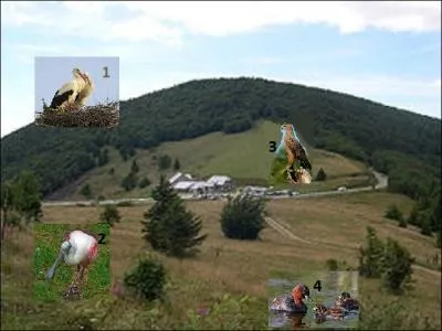 Que signifie le nom Storkenkopf de ce ballon des Vosges ?
Associez à l'oiseau qui lui correspond.